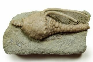 Fossil Crinoid (Macrocrinus) - Crawfordsville, Indiana #371590