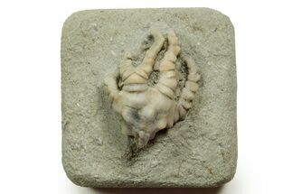 Fossil Crinoid (Barycrinus) - Crawfordsville, Indiana #371592