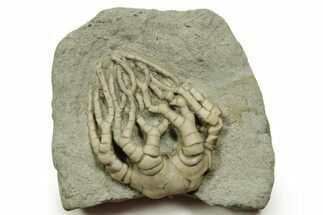 Fossil Crinoid (Cyathocrinites) - Crawfordsville, Indiana #371593