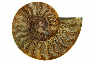Cut & Polished Ammonite Fossil (Half) - Madagascar #369589