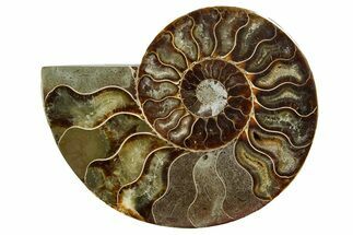 Cut & Polished Ammonite Fossil (Half) - Madagascar #369590
