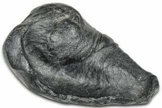 Fossil Whale Ear Bone - South Carolina #369252