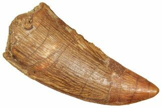 Raptor Tooth - Real Dinosaur Tooth #371457