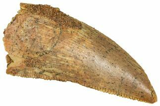 Serrated Raptor Tooth - Real Dinosaur Tooth #371460