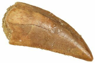 Raptor Tooth - Real Dinosaur Tooth #371465