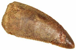 Serrated Raptor Tooth - Real Dinosaur Tooth #371466