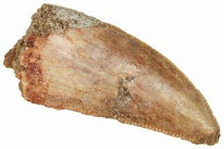 Serrated Raptor Tooth - Real Dinosaur Tooth #371467