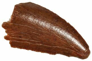 Serrated Raptor Tooth - Real Dinosaur Tooth #371472