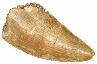 Serrated Raptor Tooth - Real Dinosaur Tooth #371473