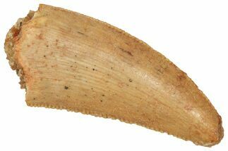 Serrated Raptor Tooth - Real Dinosaur Tooth #371480