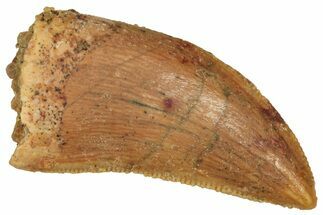 Serrated Raptor Tooth - Real Dinosaur Tooth #371481