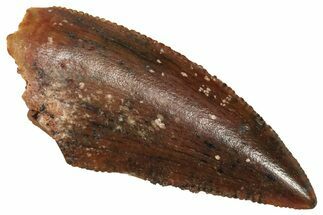 Serrated Raptor Tooth - Real Dinosaur Tooth #371485