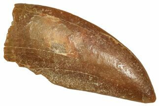 Raptor Tooth - Real Dinosaur Tooth #371486
