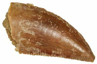 Raptor Tooth - Real Dinosaur Tooth #371487