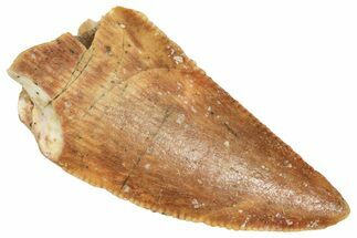 Serrated Raptor Tooth - Real Dinosaur Tooth #371492