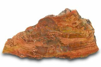 Colorful, Polished Petrified Wood (Araucarioxylon) - Arizona #371651