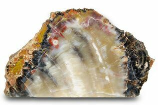 Petrified Wood For Sale