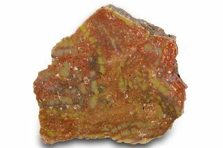 Colorful, Polished Petrified Wood (Araucarioxylon) - Arizona #371676