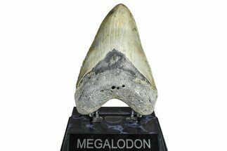 Fossil Megalodon Tooth - North Carolina #371652
