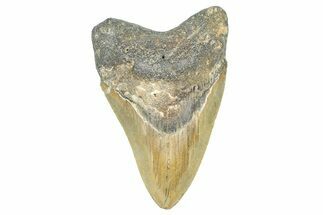 Serrated, Fossil Megalodon Tooth - North Carolina #371674