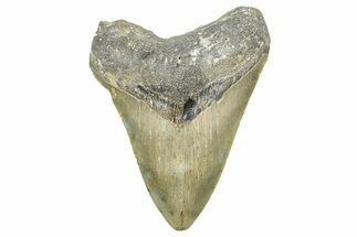 Fossil Megalodon Tooth - North Carolina #371691