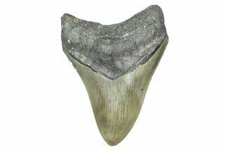 Serrated, Fossil Megalodon Tooth - North Carolina #371692