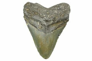 Juvenile Megalodon Tooth - North Carolina #371697