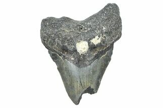 Bargain, Fossil Megalodon Tooth - North Carolina #371711