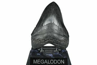 Fossil Megalodon Tooth - South Carolina #371754