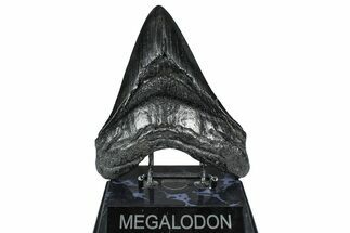 Huge Fossil Megalodon Tooth - South Carolina #371758