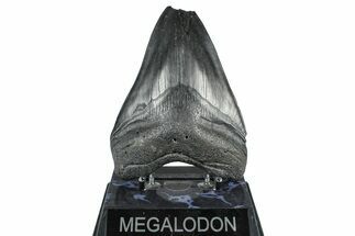 Bargain, Fossil Megalodon Tooth - South Carolina #371765
