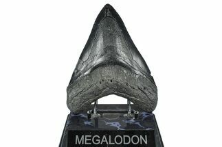 Bargain, Fossil Megalodon Tooth - South Carolina #371770