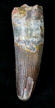 Large Spinosaurus Tooth - Nice Preservation #19608