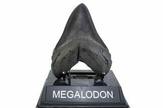 Serrated, Fossil Megalodon Tooth - South Carolina #371772
