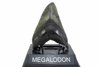 Fossil Megalodon Tooth - South Carolina #371777
