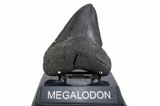 Fossil Megalodon Tooth - South Carolina #371786