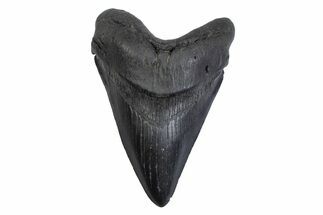 Fossil Megalodon Tooth - South Carolina #371821