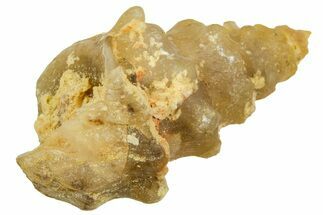Agatized Gastropod (Cerithium?) Fossil - Morocco #371886