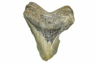Bargain, Fossil Megalodon Tooth - North Carolina #371712