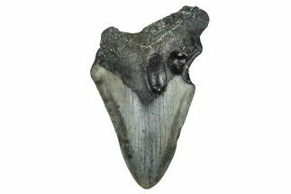 Partial, Fossil Megalodon Tooth - North Carolina #371720