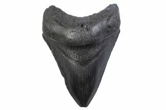 Fossil Megalodon Tooth - South Carolina #371854