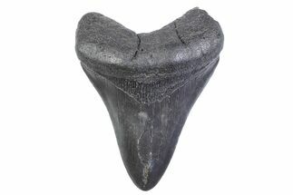 Fossil Megalodon Tooth - South Carolina #371872