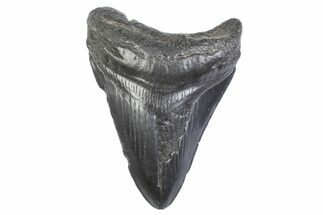 Fossil Megalodon Tooth - South Carolina #371947
