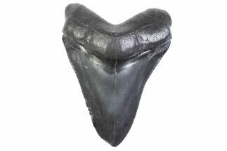Serrated, Fossil Megalodon Tooth - South Carolina #371959