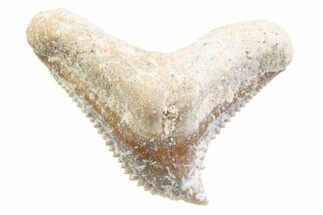 Tiger Shark (Galeocerdo Eaglesomi) Tooth - Dakhla, Morocco #371945