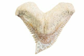 Tiger Shark (Galeocerdo Eaglesomi) Tooth - Dakhla, Morocco #371949