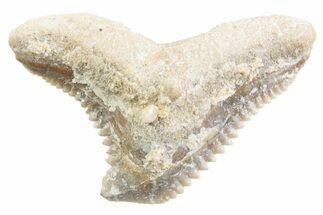 Tiger Shark (Galeocerdo Eaglesomi) Tooth - Dakhla, Morocco #371951