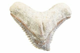 Tiger Shark (Galeocerdo Eaglesomi) Tooth - Dakhla, Morocco #371953