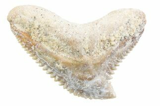 Tiger Shark (Galeocerdo Eaglesomi) Tooth - Dakhla, Morocco #371955