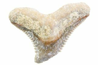 Tiger Shark (Galeocerdo Eaglesomi) Tooth - Dakhla, Morocco #371957